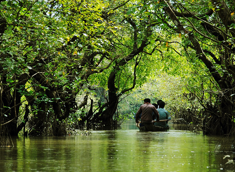 Ratargul