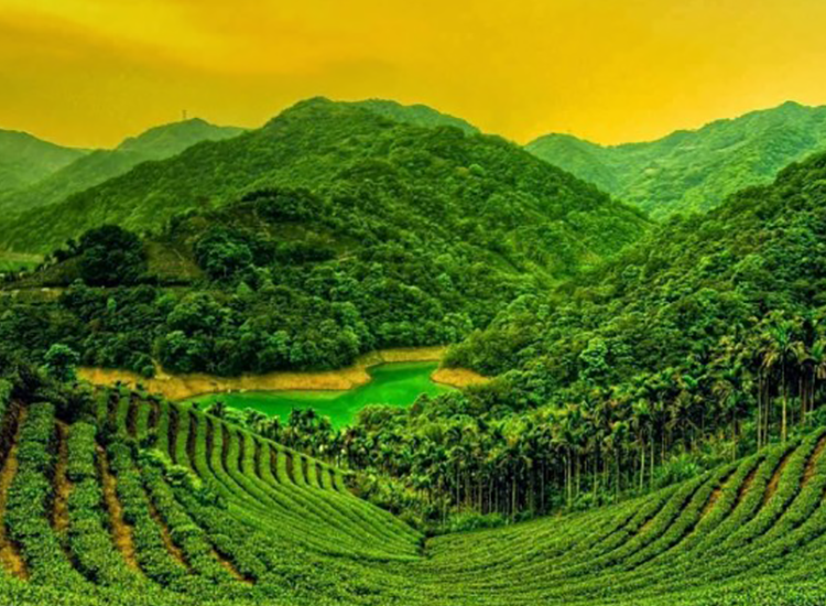Tea Gardens